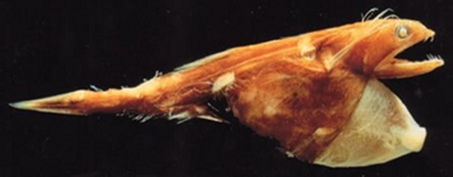 Amazing Animal Kingdom